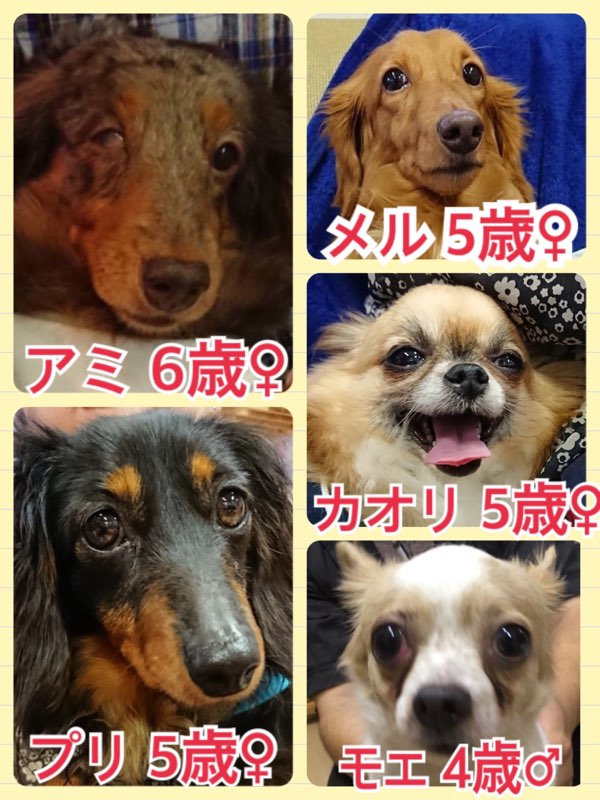 今日の里親様募集中の保護犬たち🐶2018,5,10